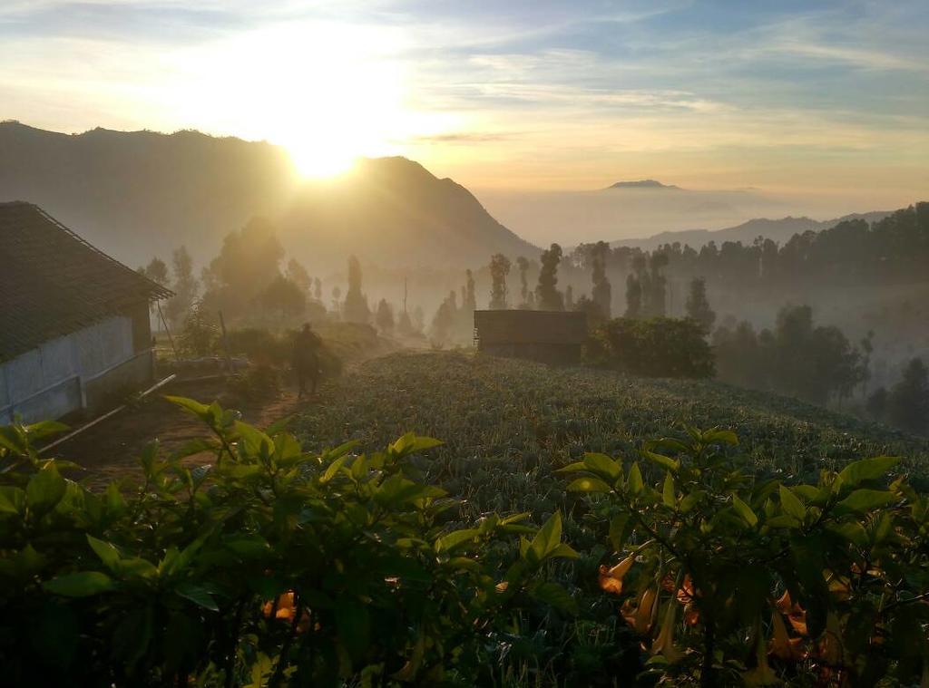 Bromo Otix Guest House Esterno foto