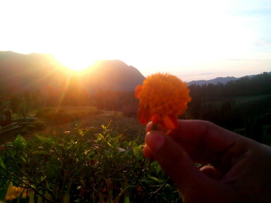 Bromo Otix Guest House Esterno foto
