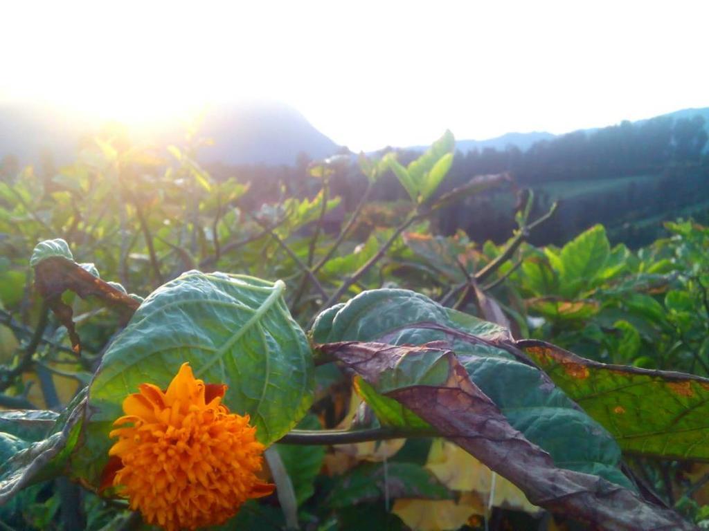 Bromo Otix Guest House Esterno foto