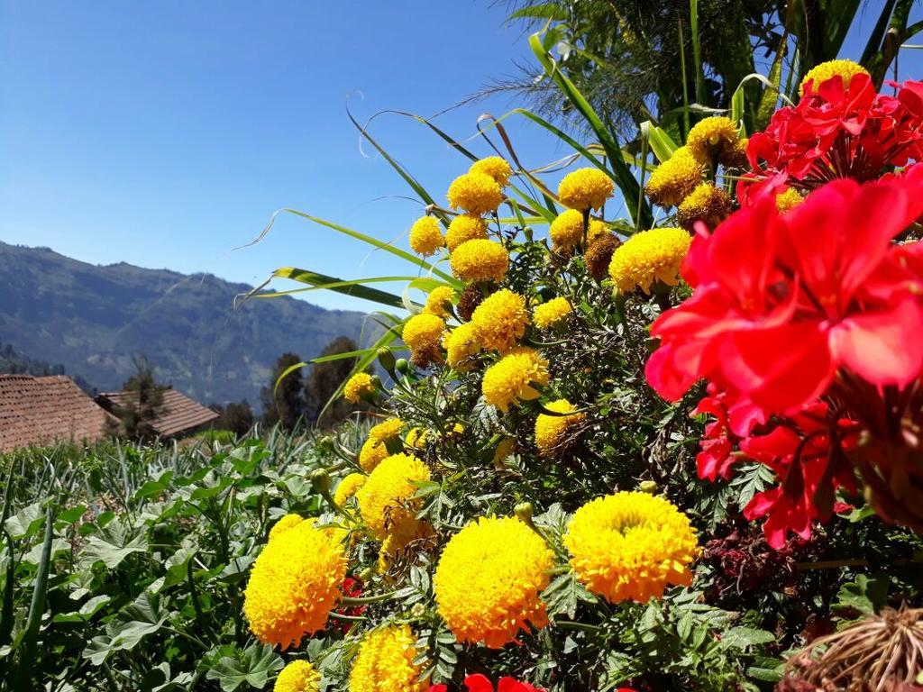 Bromo Otix Guest House Esterno foto
